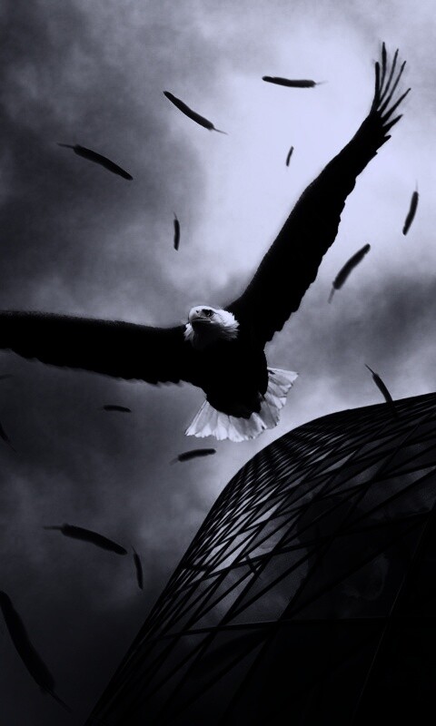 Орлиный полет обои