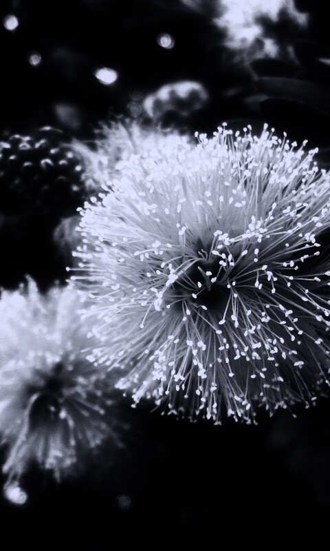 Сказочный цветок обои