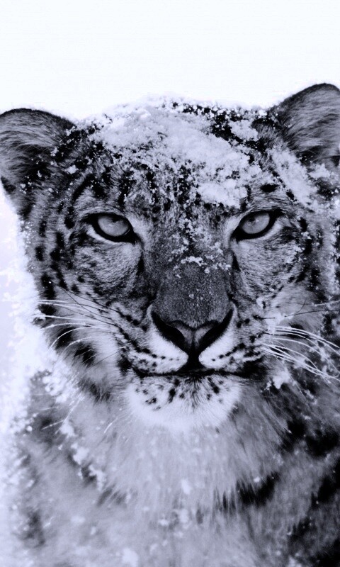 Снежный леопард обои