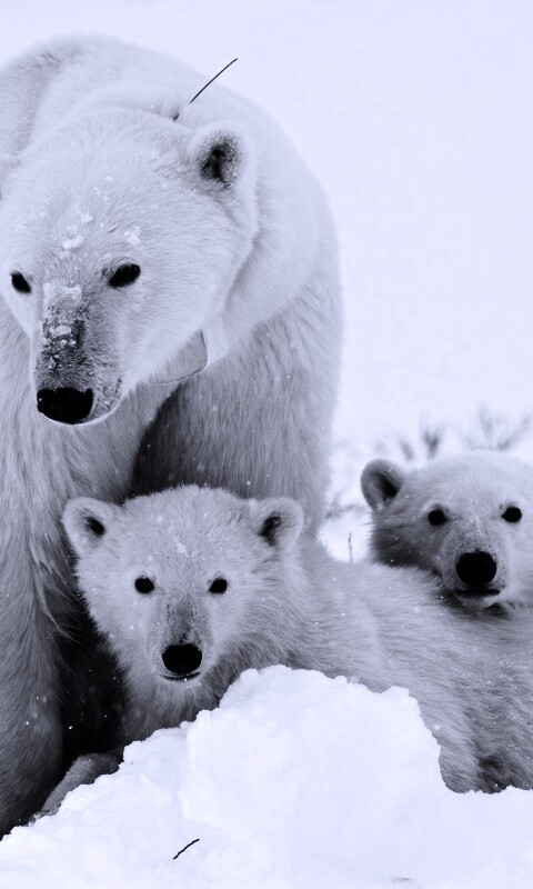 Белые медведи обои