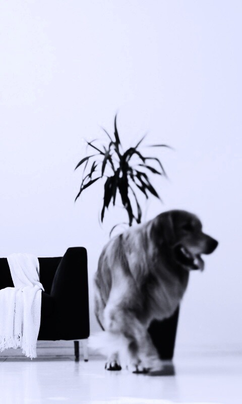 Собака в быту обои