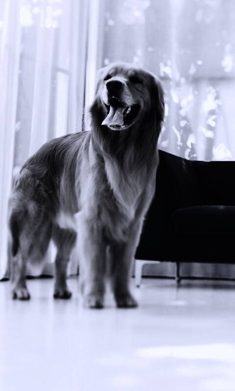 Собачка обои