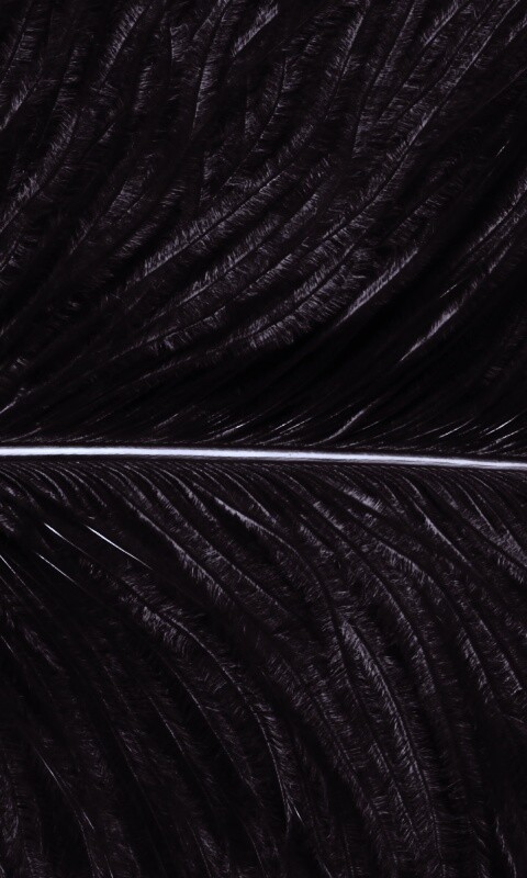 Перо попугая обои