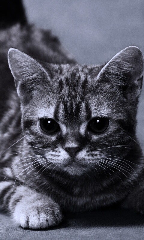 Котенок обои