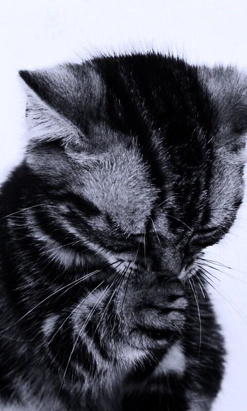 Котенок обои