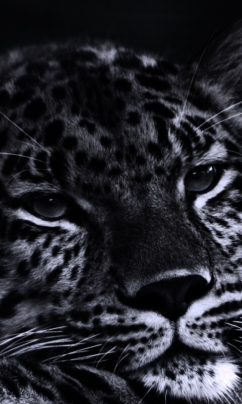 Злопасный ягуляр обои