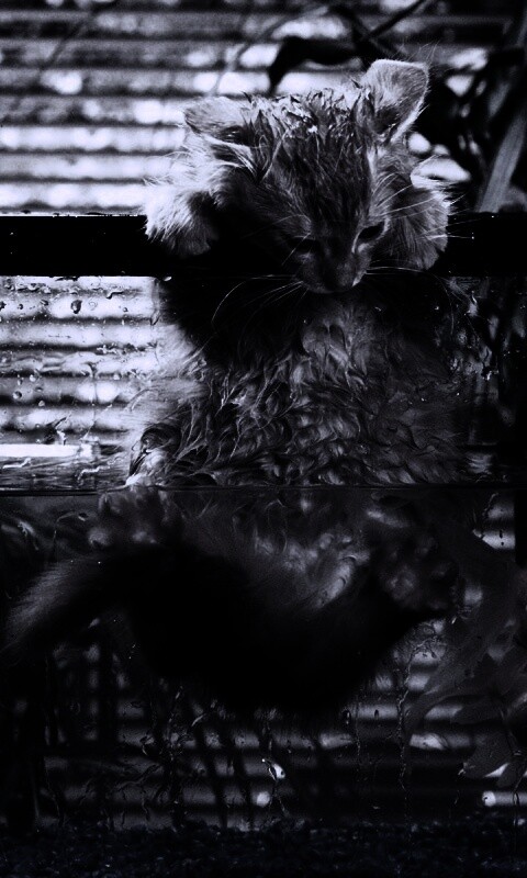 Мокрая киска обои