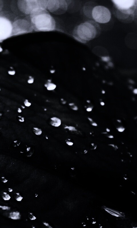 Роса на листке обои