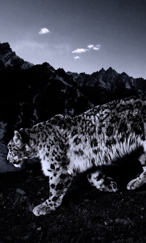 Леопард обои