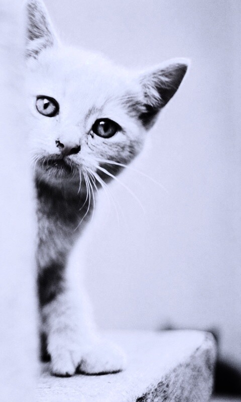 Котик из-за угла обои