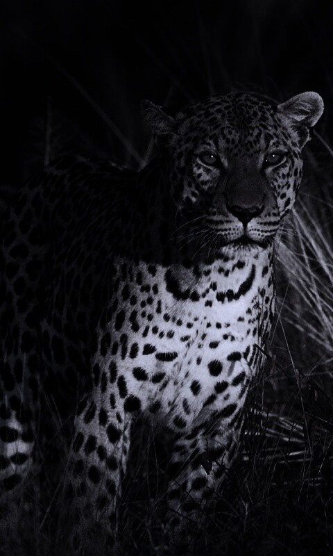 Леопард на охоте обои