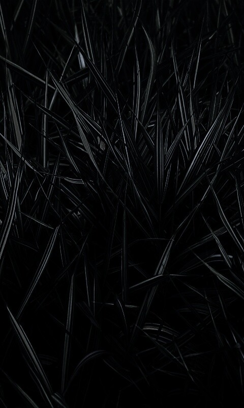 Дикая трава обои