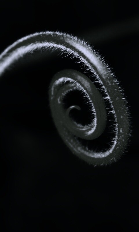 Завитушка растения обои