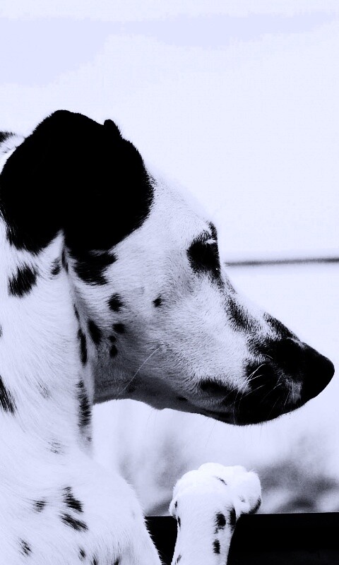 Долматинец смотрит вдаль обои