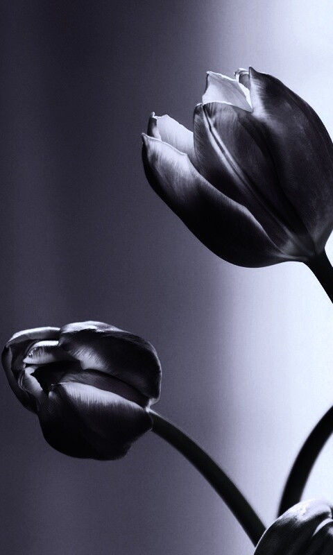 Сиреневые цветы обои