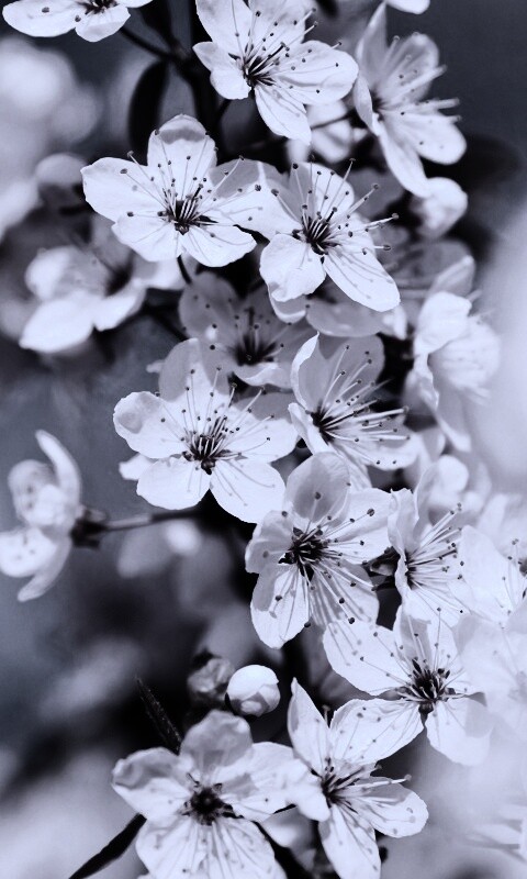 Цветение вишни обои