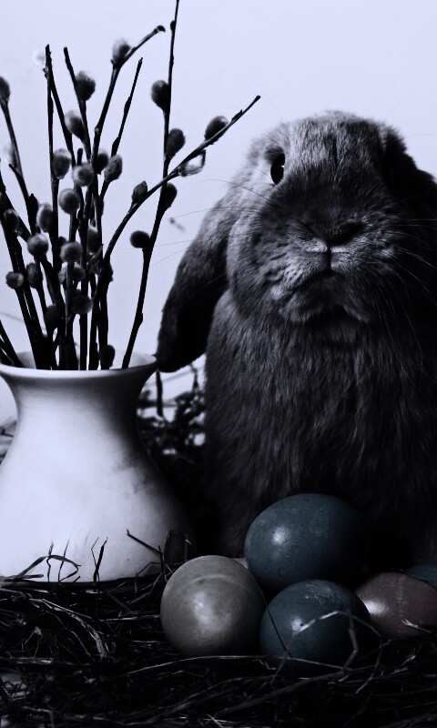 Пасхальный кролик обои