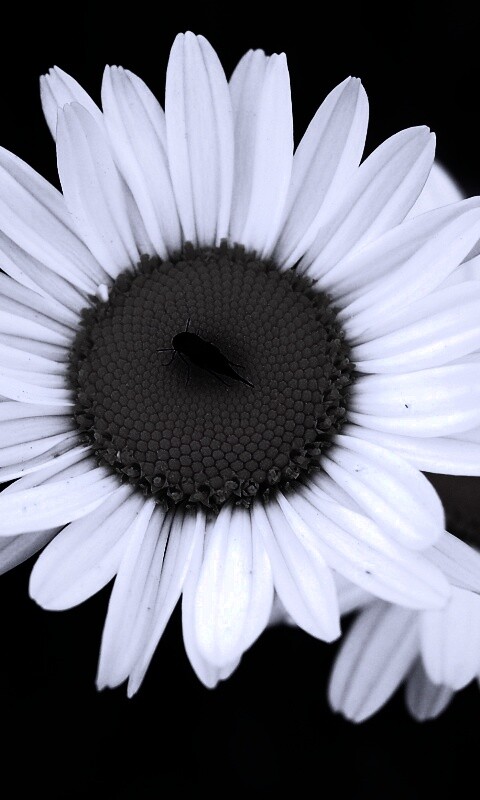 Ромашки обои