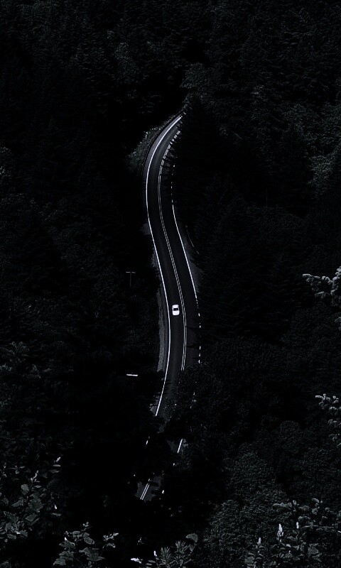 Лесная трасса обои