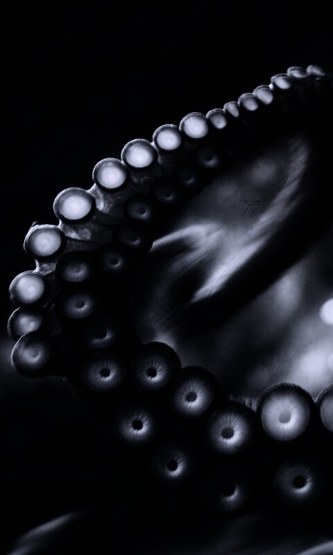 Щупальце обои