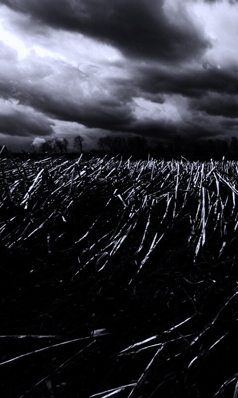 Убранное поле обои