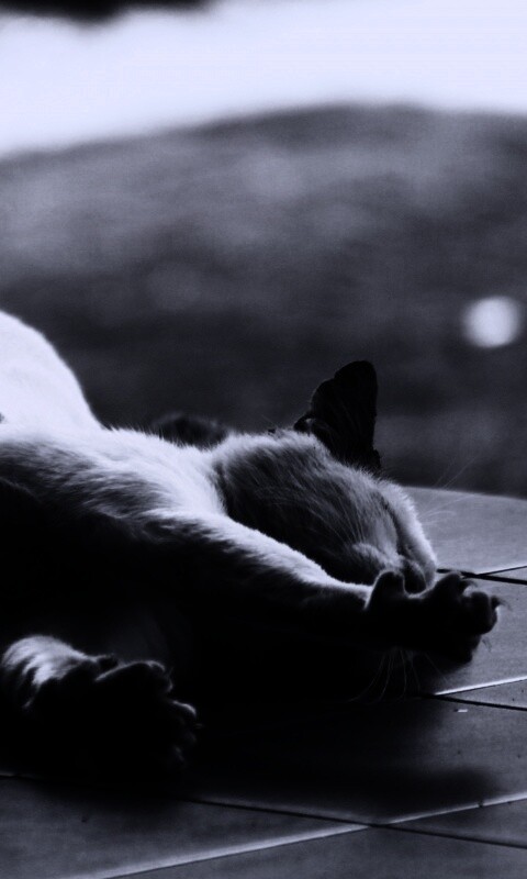 Потягивающаяся кошка обои