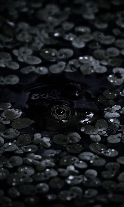 Маленькая лягушка обои