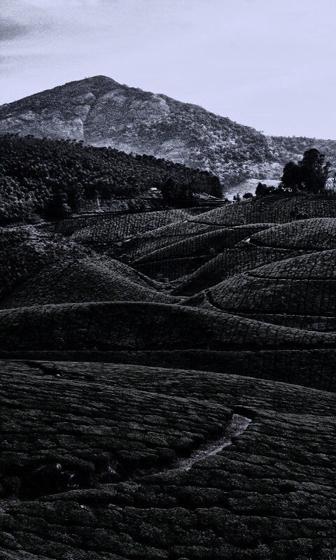 Плантации в Индии обои