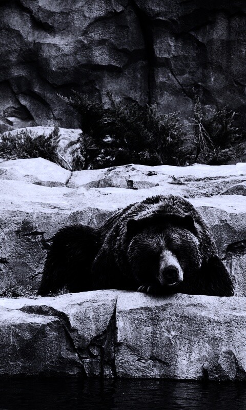 Медведь обои