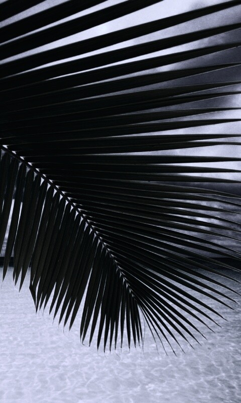 Пальмовый лист обои