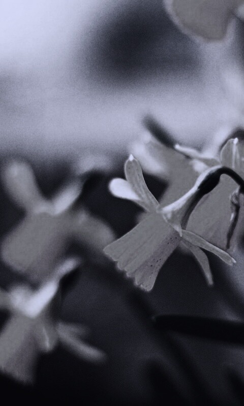 Нарциссы обои