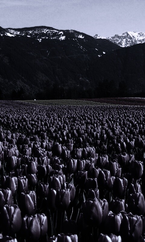 Поле тюльпанов обои