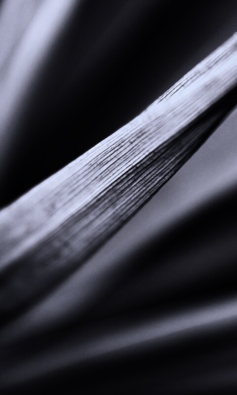 Сухое растение обои