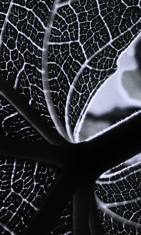 Внутренняя сторона листа обои