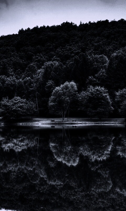 Лесной берег обои