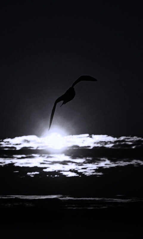 Морская чайка обои