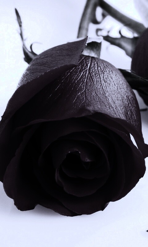 Две красные розы обои