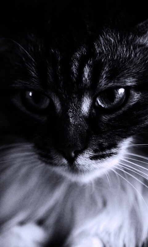 Суровый кот обои