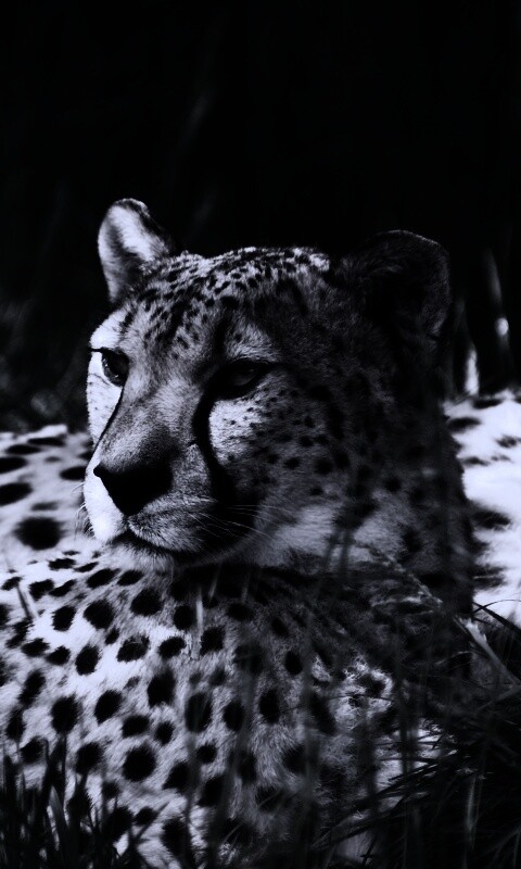 Два изящных гепард в природе обои