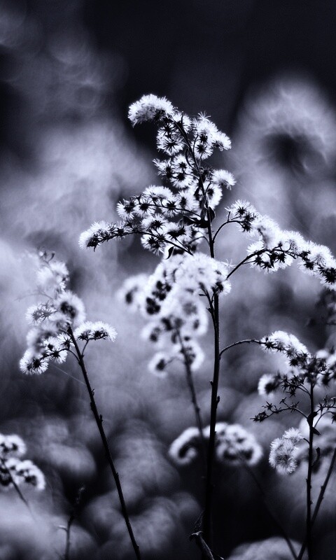 Сиреневые цветы обои