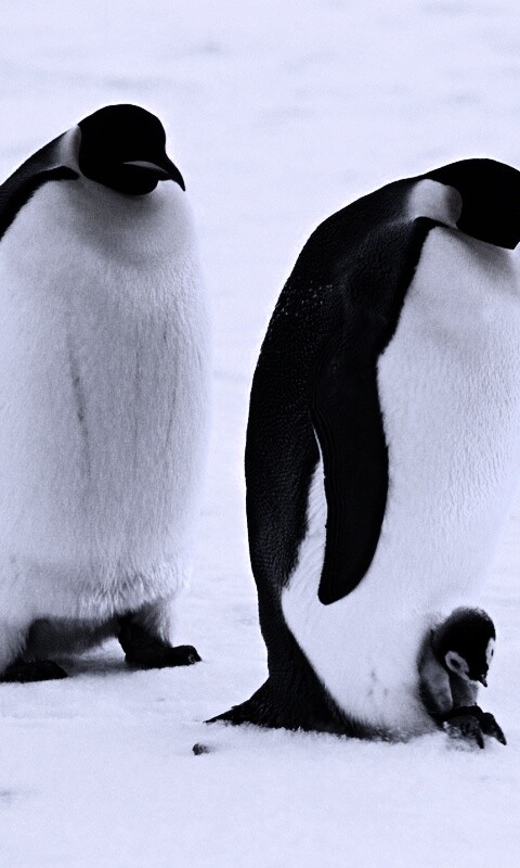 Семья пингвинов обои