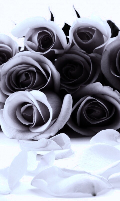 Букет роз обои