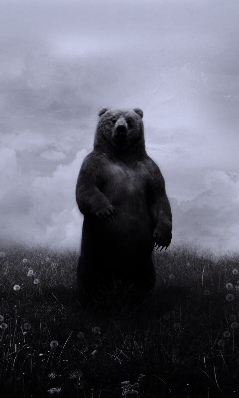 Медведь в одуванчиковом поле обои