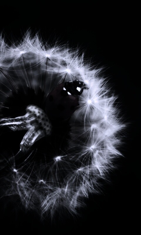 Божья коровка на одуванчике обои