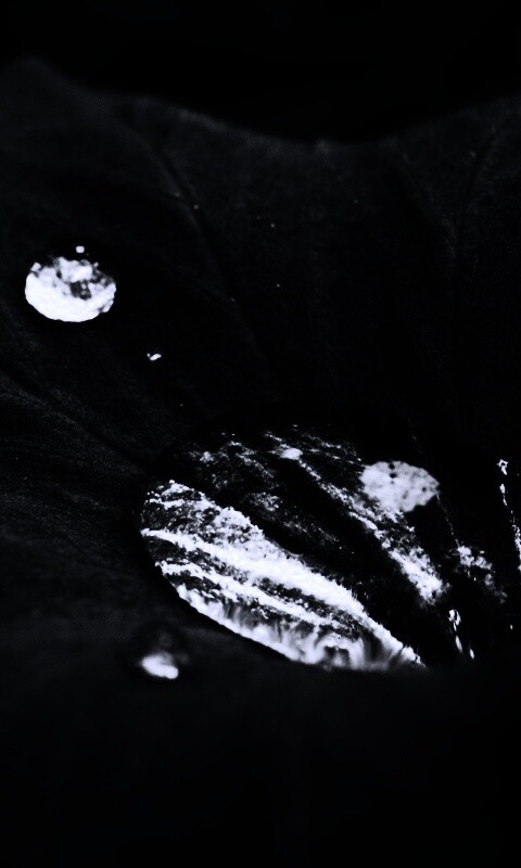 Капля в листе обои