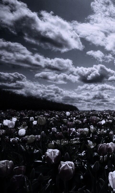 Поле тюльпанов обои