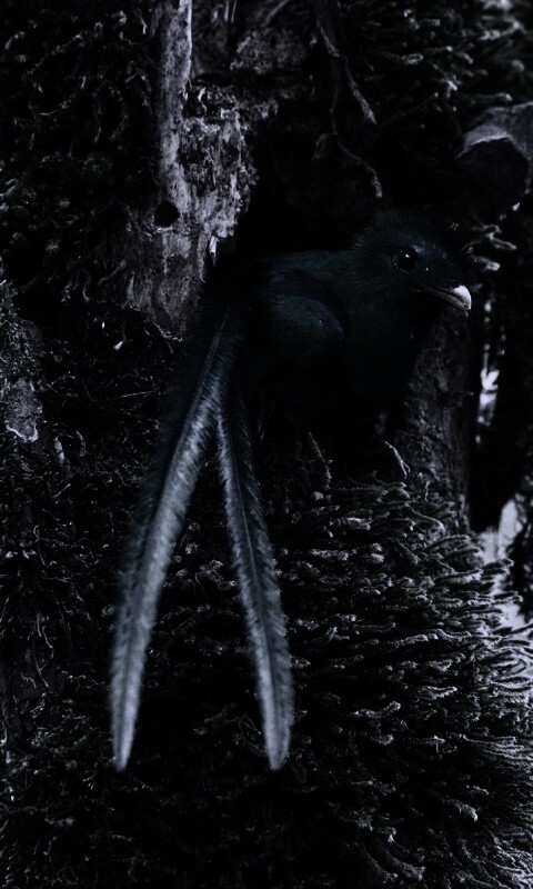 Райская птица в дупле обои