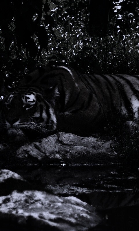 Тигр отдыхает обои