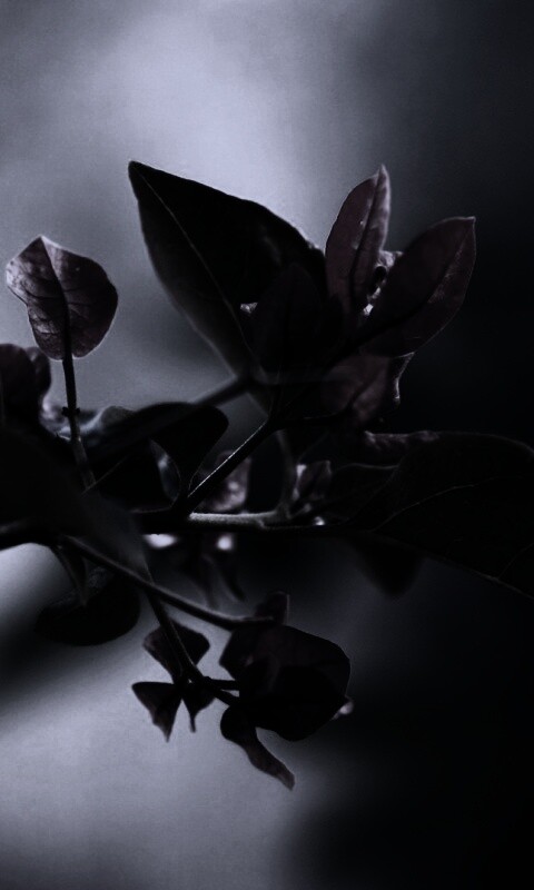 Разноцветные листья обои