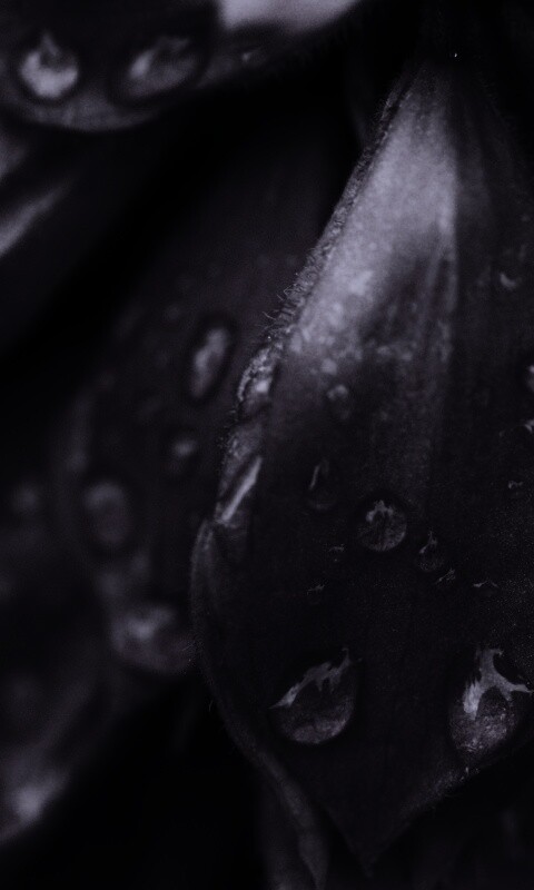 Лепестки обои